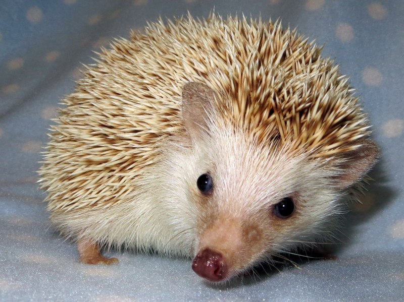 Африканский еж Пинто