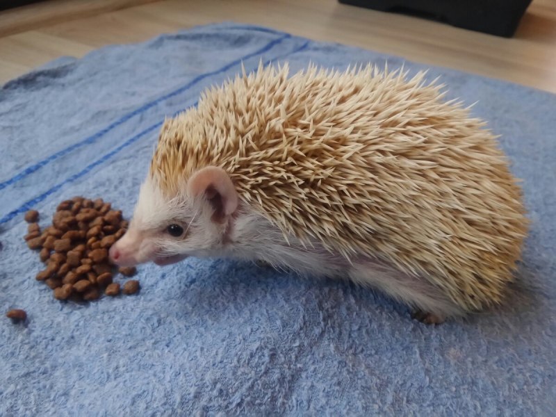 Африканский еж Пинто