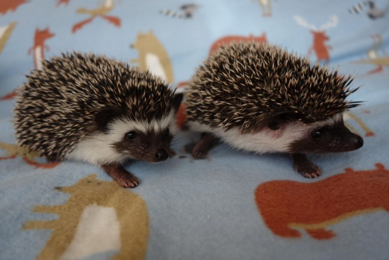 Африканский белобрюхий еж