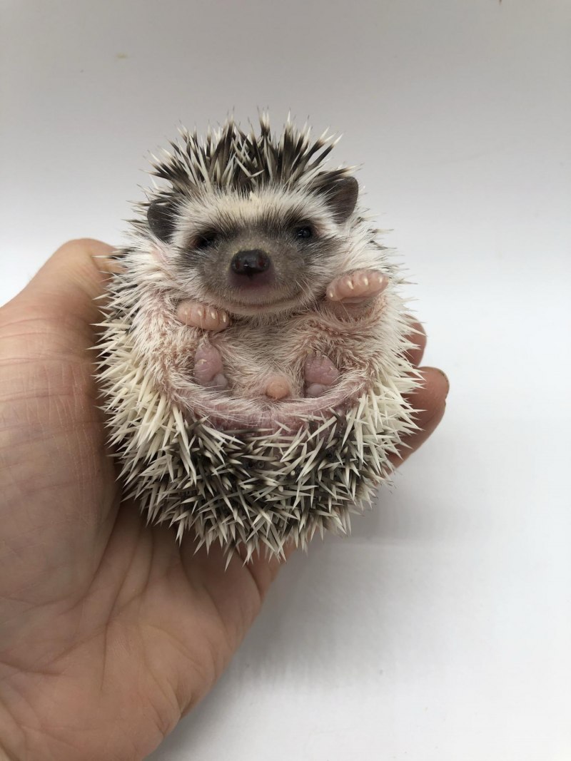 Африканский карликовый Ежик
