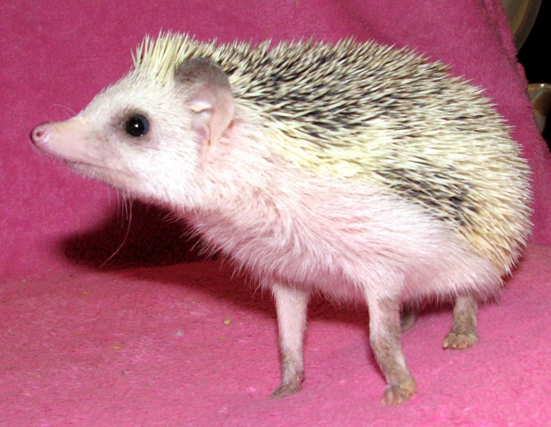 Ёжик Африканский лапки