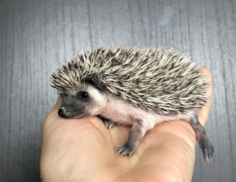 Африканский еж