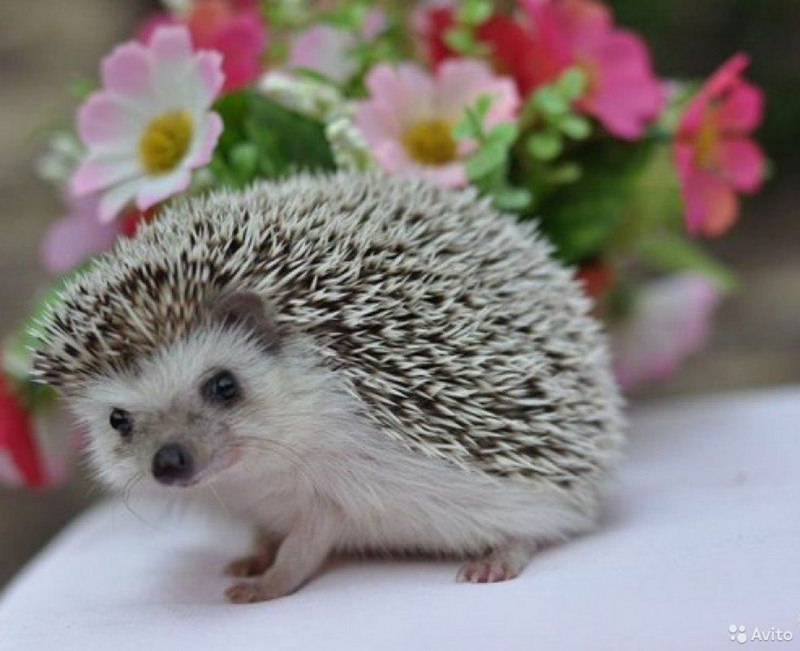 Африканский ёж (Atelerix albiventris)