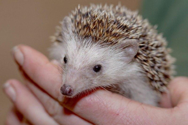 Африканские Карликовые Ежи