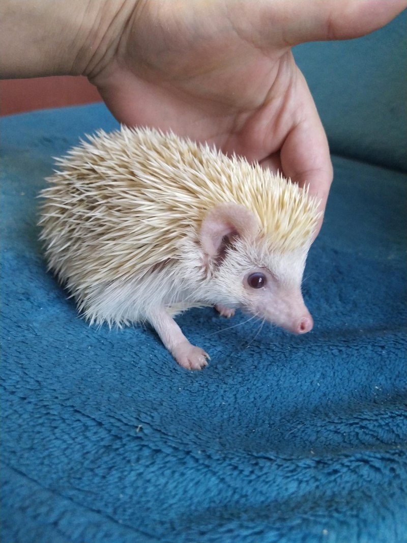 Домашние Ежи