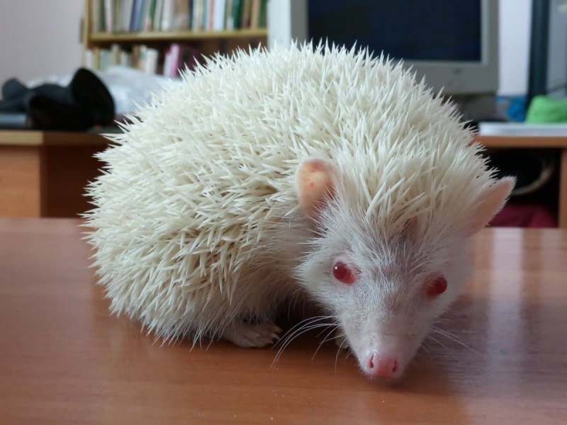 Обои на рабочий стол Ежик