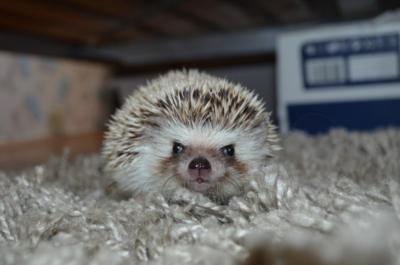 Милые африканские Ежи