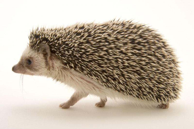 Африканский карликовый Ежик