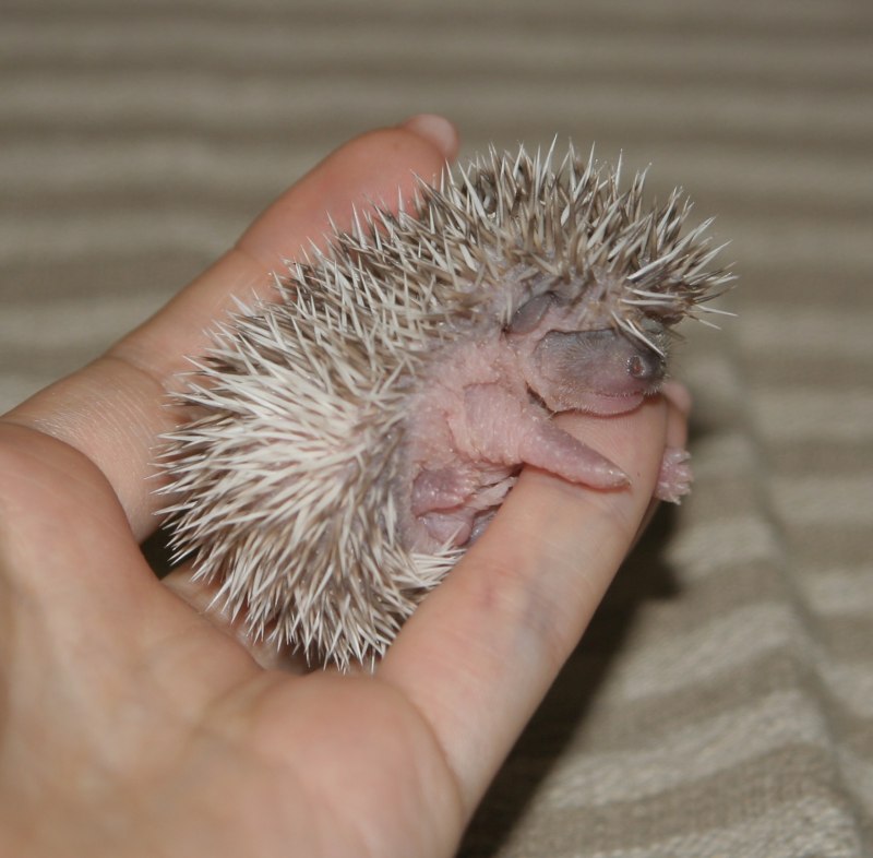 Декоративные домашние ежики