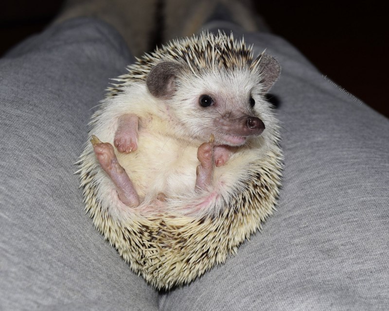 Африканский белобрюхий еж