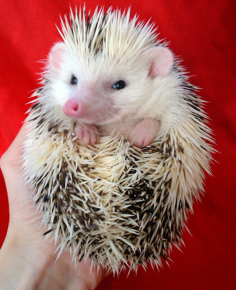 Белый Африканский Ушастый еж