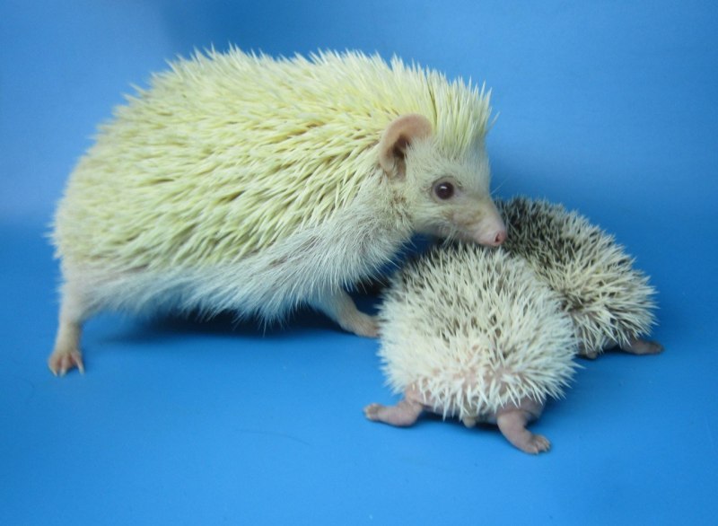 Африканский карликовый Ежик