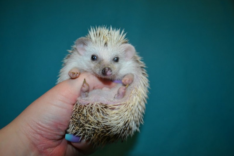 Ушастый карликовый еж