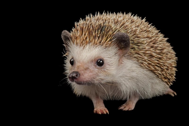 Белобрюхий ёж