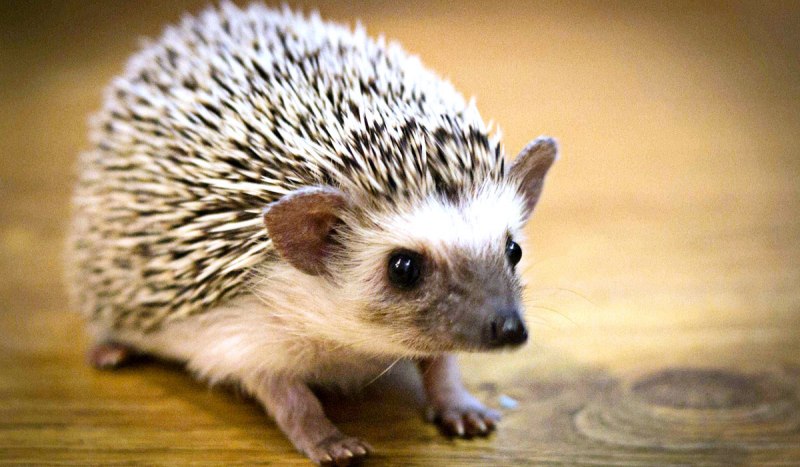 Карликовые африканские ежата