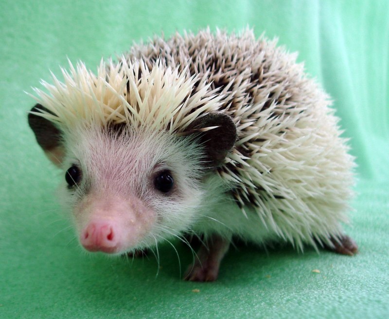 Африканский карликовый еж