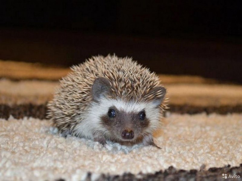 Африканский еж злой