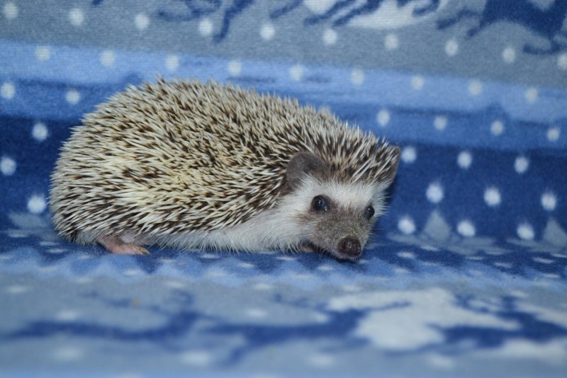 Кудрявый Ежик