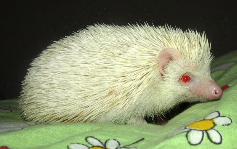 Африканский карликовый еж окрасы
