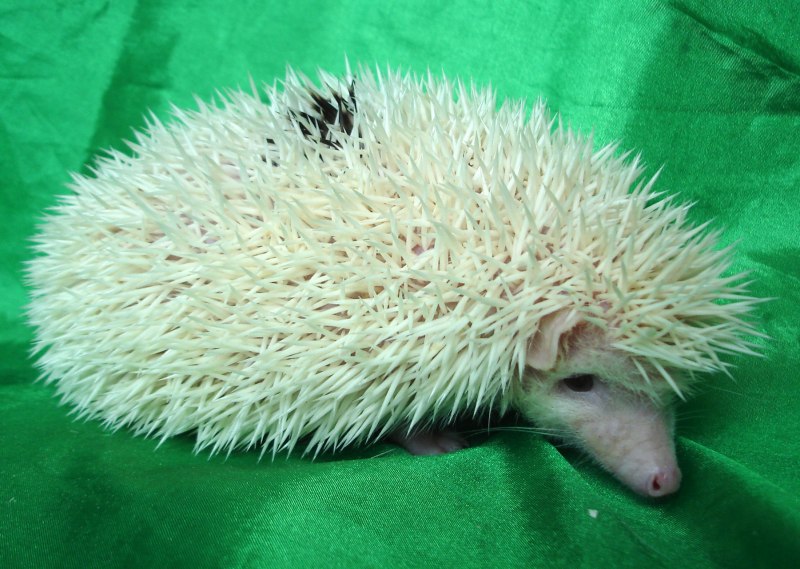 Ежик на рабочий стол