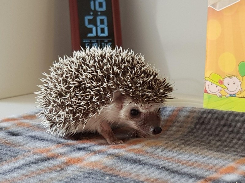 Белобрюхий ёж