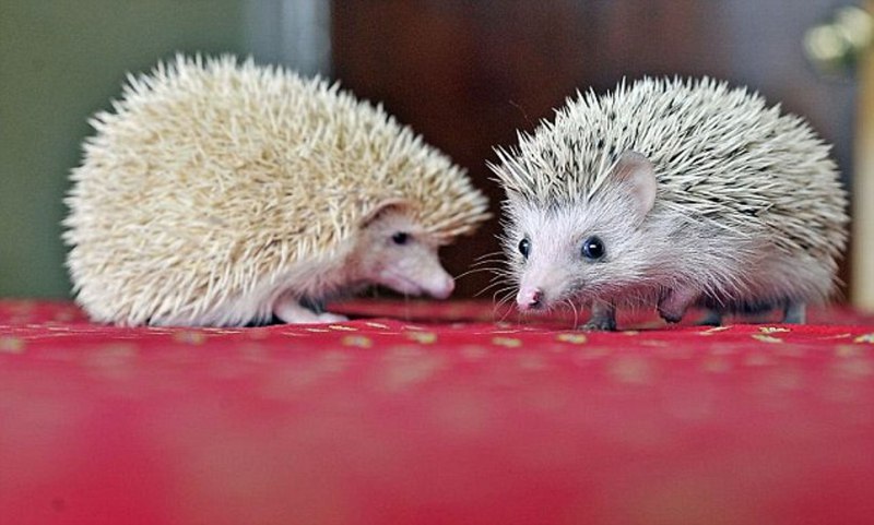 Декоративный Ежик