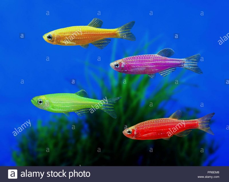 Данио рерио гло