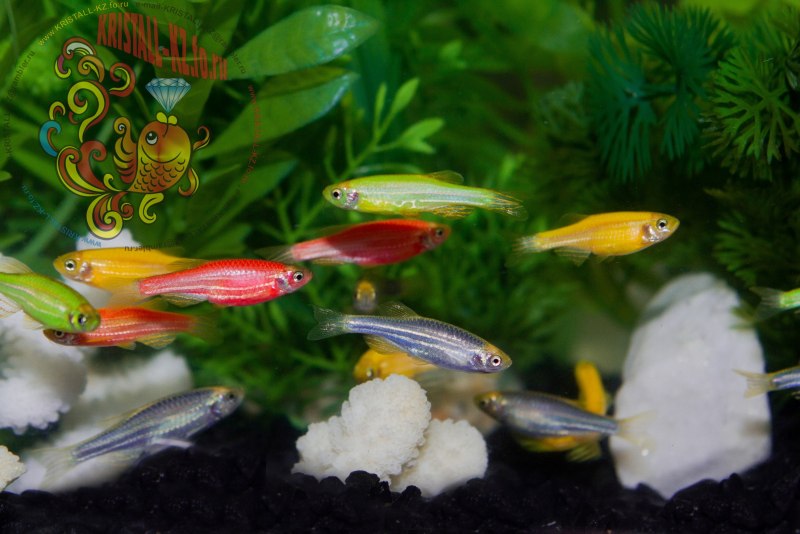 Рыбки данио глофиш