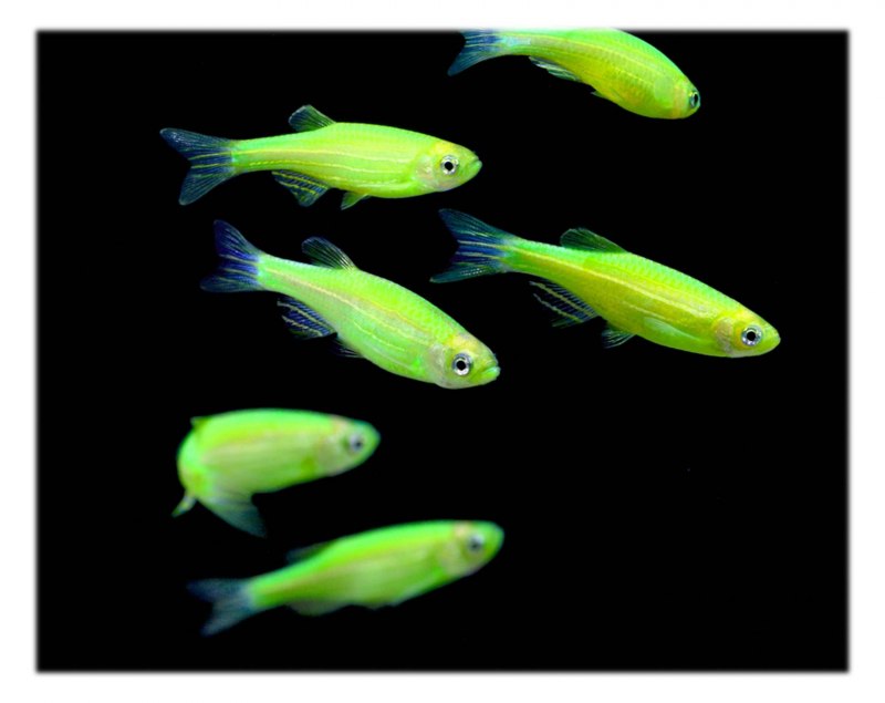 Рыбки данио глофиш