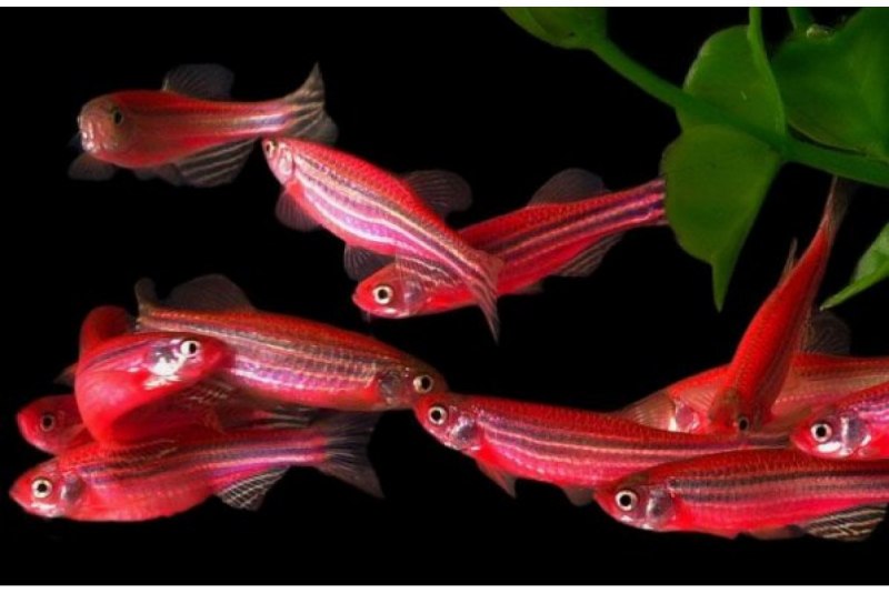 Данио глофиш оранжевый