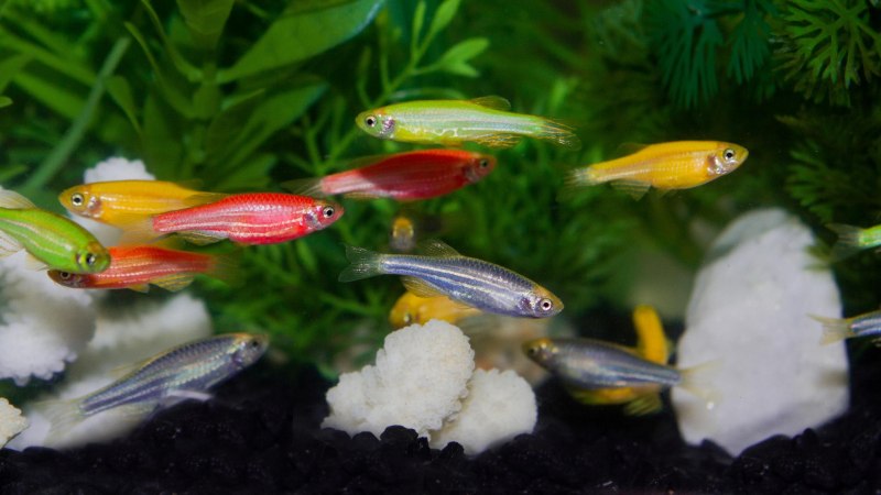 Рыбки данио Арбуз