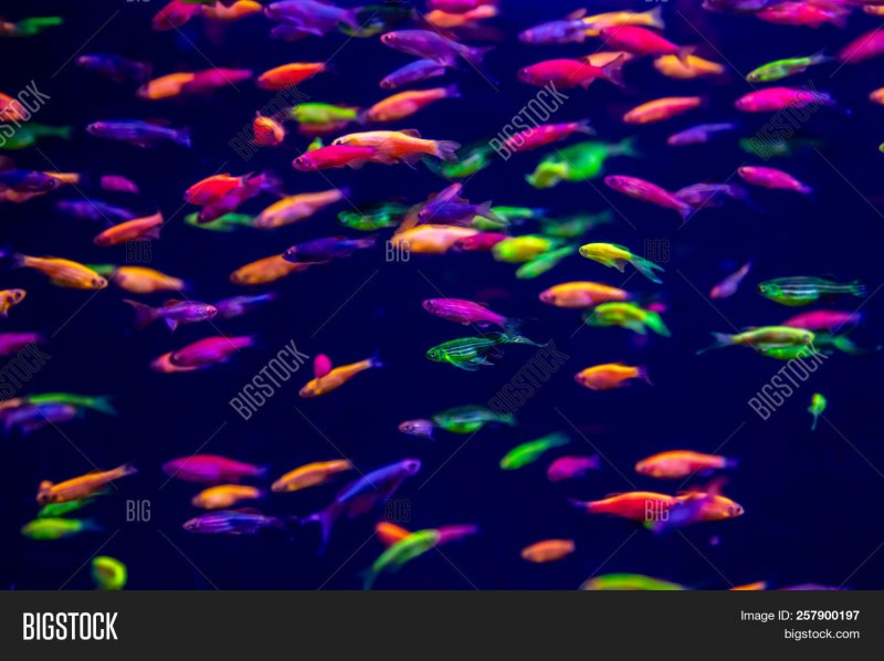 Данио рерио рыбка