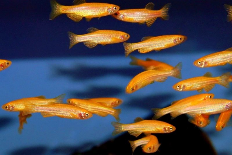 Данио рерио красный