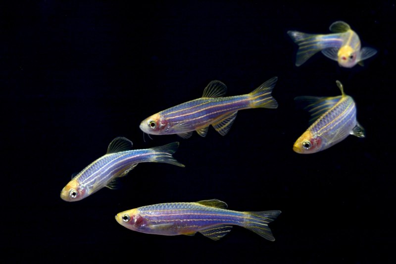 Данио рерио