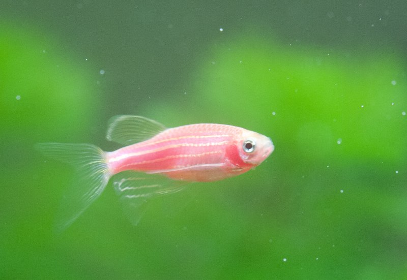 Данио глофиш розовый