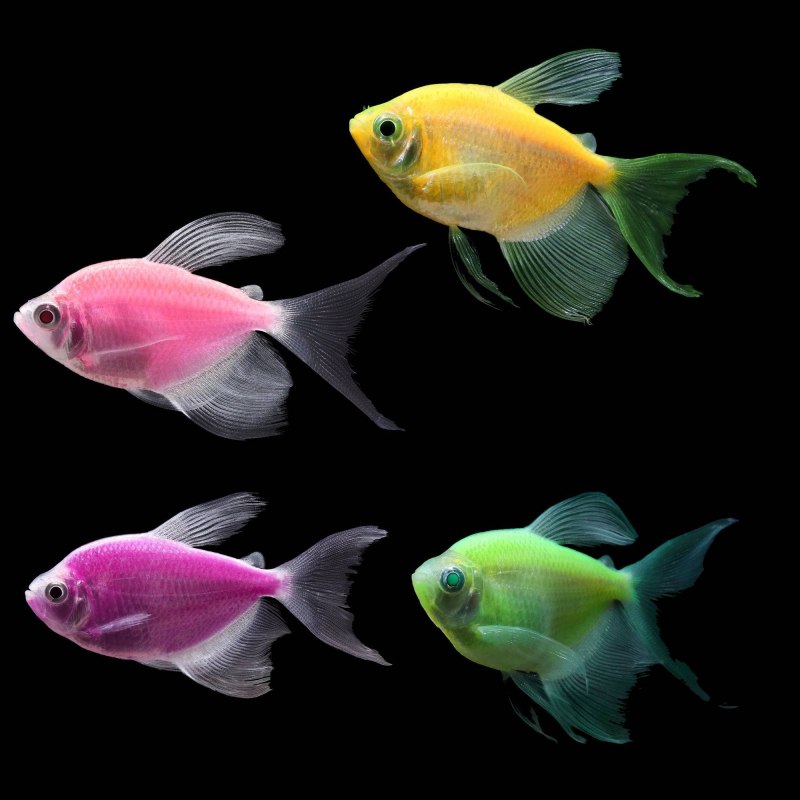 Данио рерио