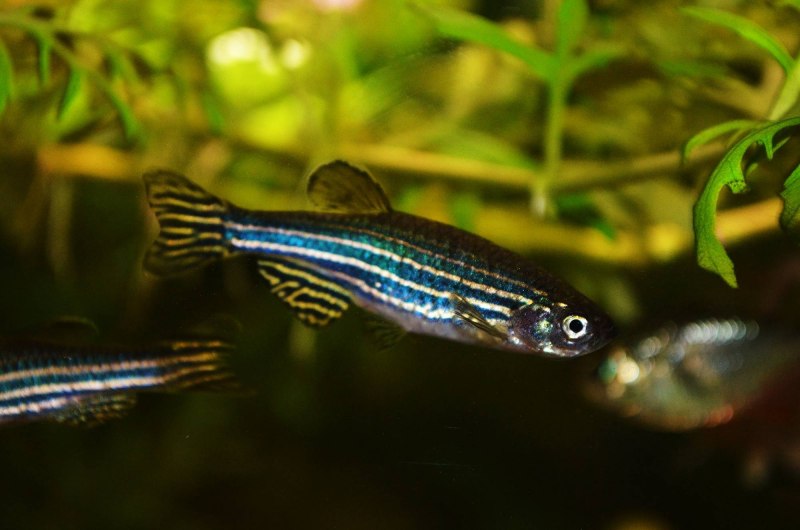 Данио рерио аквариумная рыбка