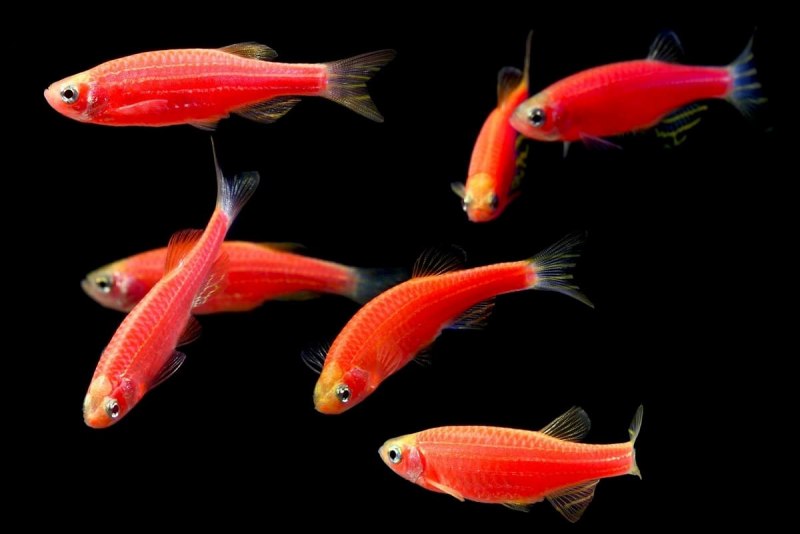 Рыбки данио глофиш