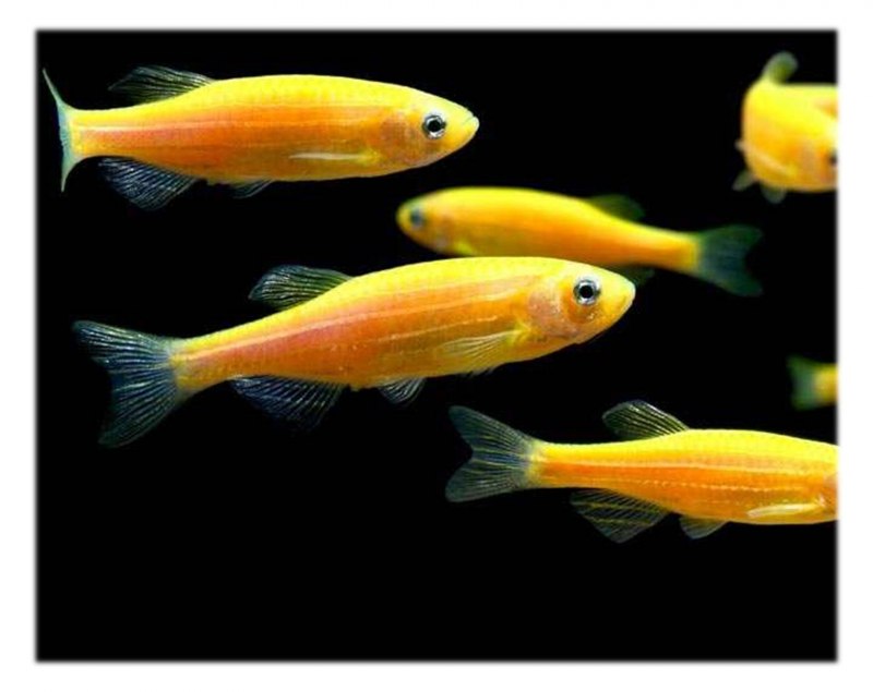 Рыбки данио глофиш