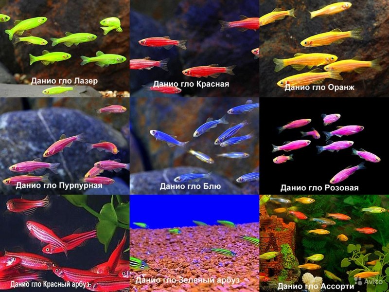 Рыбки данио глофиш