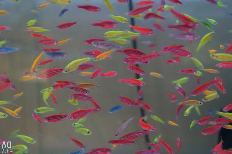 Данио глофиш ассорти