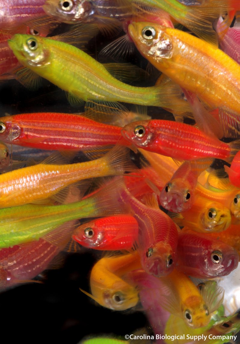 Данио рерио