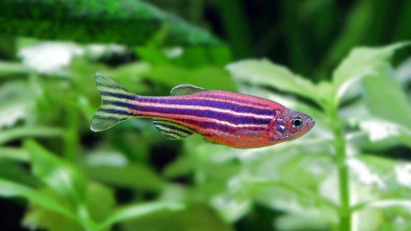 Данио рерио аквариумная рыбка