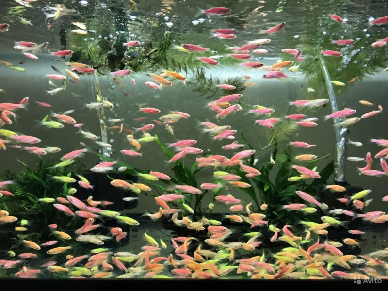 Эмбрион рыбки данио-рерио