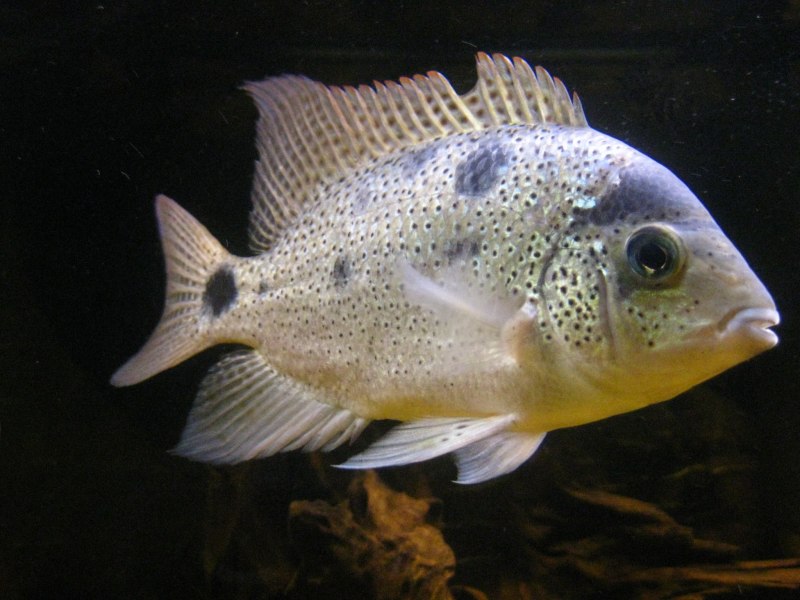 Цихлазома Аргентея