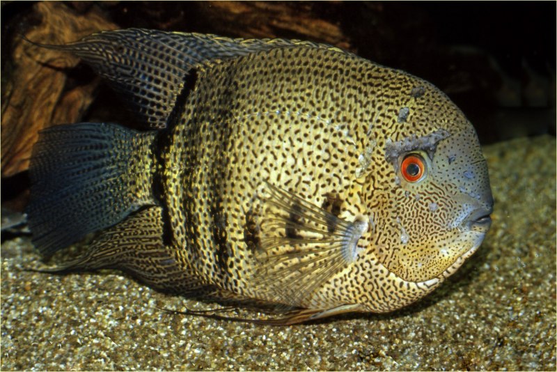 Вьеха Радужная цихлазома