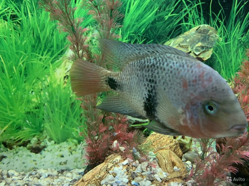 Цихлазома пситтакус