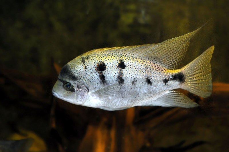 Цихлазома Аргентея