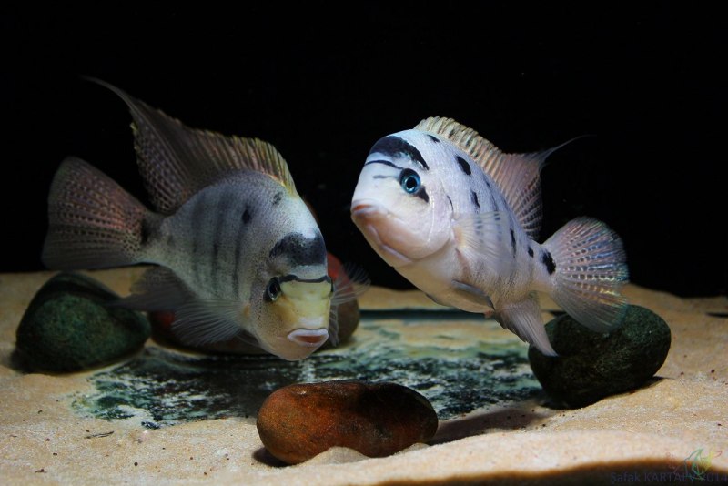 Цихлазома Аргентея