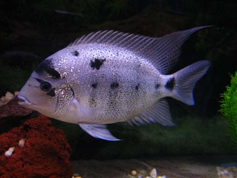 Цихлазома Хартвеги